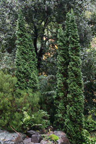 Northwest Garden, Conifers Garden, Arborvitae Tree, Thuja Occidentalis, Succulent Landscape Design, Columnar Trees, Evergreen Garden, Succulent Landscaping, Gardening Zones