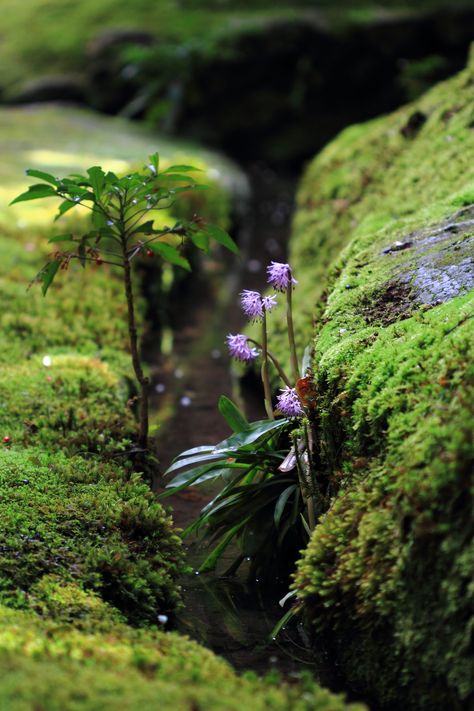 Vivarium Ideas, Mossy Rocks, Botanical Aesthetic, Photo Macro, Moss Covered, Belle Nature, Moss Garden, La Source, Alam Yang Indah