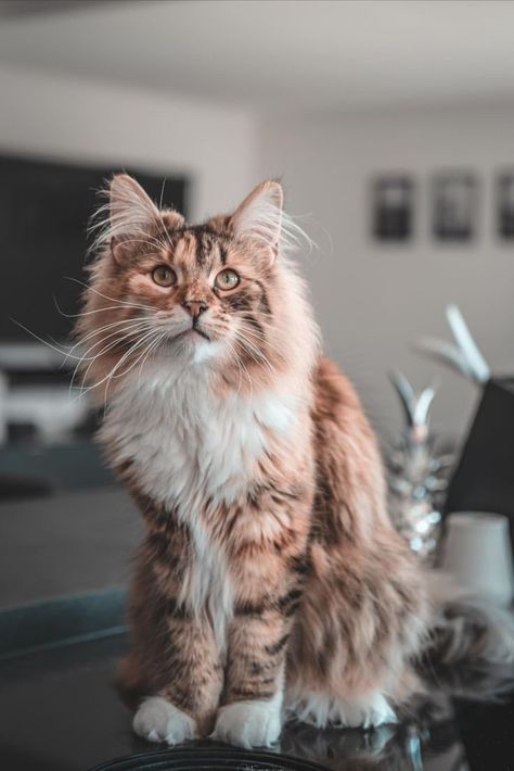 Norigian Forest Cat, Brown Norwegian Forest Cat, Black Norwegian Forest Cat, Norwegian Cat, Siberian Forest Cat, Siberian Forest, Cat Poses, Fluffy Cats, Aesthetic Cats