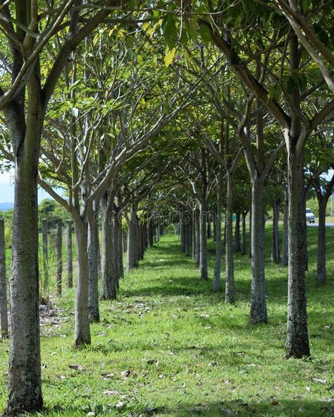 Tree Grove, Orchard Tree, Picture Tree, Meditation Area, Ash Tree, Public Domain Images, Small Trees, Drawing Reference, Free Images