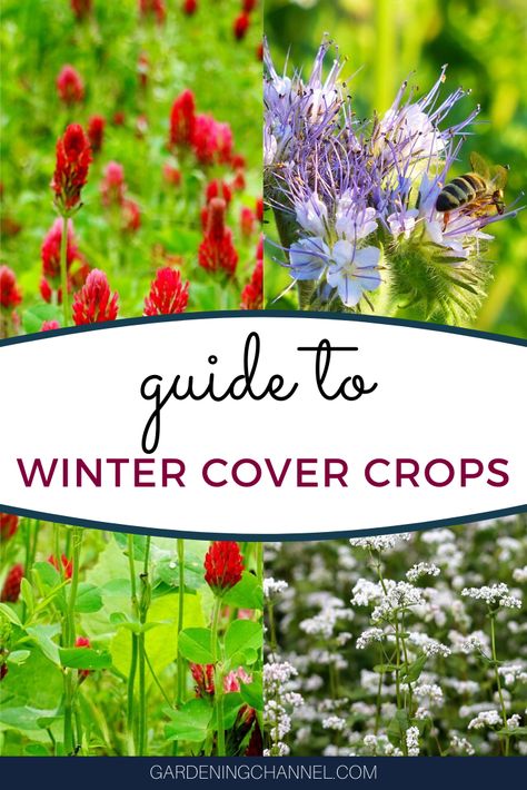 Plant cover crops to benefit garden soil. Follow this gardening guide on top winter cover crops to learn which cover crops to plant in the garden and how to plant them. #gardeningchannel #gardening #gardensoil #soilamendment #vegetablegardening Winter Cover Crops For Gardens, Cover Crops To Improve Soil, Cover Crops For Gardens, Nest Ideas, Prince Wedding, Cover Crops, Healthy Soil, Gardening Planting, Gardening Guide