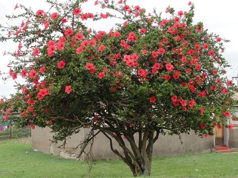 Hibiscus Shrub, Growing Hibiscus, Hibiscus Tree, Hibiscus Rosa Sinensis, Hibiscus Plant, Sun Perennials, Red Blossoms, Fragrant Plant, Classic Garden