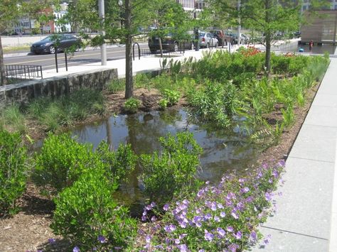 Rain Garden Design, Stormwater Management, Eco Friendly Garden, Water Pollution, Dry Creek, Water Management, Water Wise, Sustainable Garden, Rain Garden