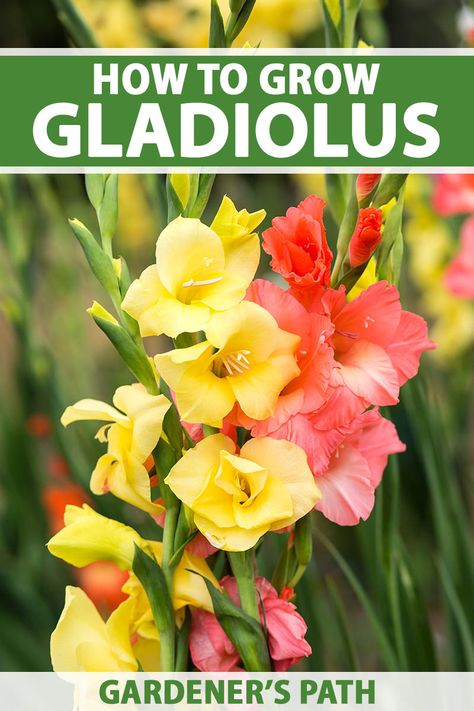 Plant Gladiolus Bulbs, Gladiolus Bulbs, Flower Garden Ideas, Gladiolus Flower, Hardiness Zones, Garden Bulbs, Cut Flower Garden, Flower Gardening, Flower Care