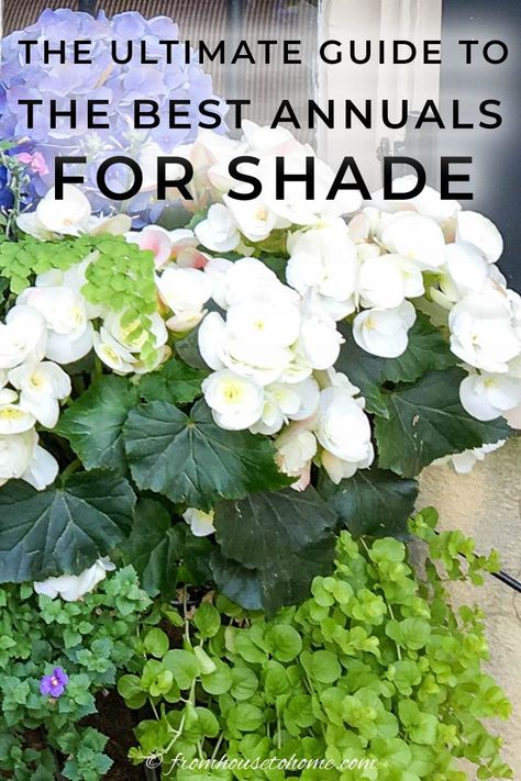 Looking for some annual flowers for shade? These plants are the best shade annuals for adding color and beauty to the shady areas of your yard, and will bloom all summer long. | Container Gardening Annuals For Shade, Tall Shade Plants, Best Flowers For Shade, Annual Flowers For Shade, Colocasia Plant, Elephant Ear Plant Care, Shade Plants Container, Shade Loving Plants, Shade Annuals