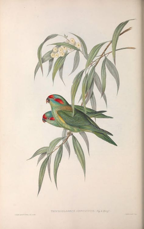 https://flic.kr/p/X4VkXK | n215_w1150 | The birds of Australia.. London,Printed by R. and J. E. Taylor; pub. by the author,[1840]-48.. biodiversitylibrary.org/page/48401138 Vintage Australia, Rainbow Lorikeet, John Gould, Vintage Bird Illustration, Tropical Art Print, Art Deco Paintings, Birds Of Australia, Bird Art Print, London Print