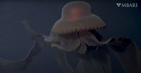 Phantom Jellyfish, The Twilight Zone, Monterey Bay Aquarium, Rare Videos, Twilight Zone, The Weather Channel, Monterey Bay, Video Footage, Monterey