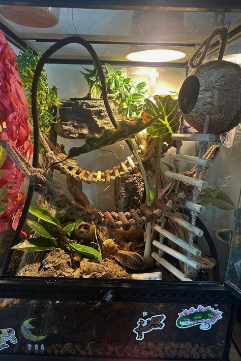 28 Crested Gecko Enclosure Ideas Gecko Enclosure Ideas, Gecko Setup, Crested Gecko Enclosure, Crested Gecko Habitat, Gecko Enclosure, Crested Gecko Care, Crab Habitat, Leopard Gecko Habitat, Vivarium Ideas