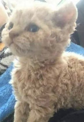 Curly Haired Cat Breed, Curly Hair Cats Kitty, Curly Cat Breed, Curly Hair Cats Breed, Curly Furred Cat, Cat With Curly Fur, Cat With Curly Hair, Curly Cats, Selkirk Rex Cat