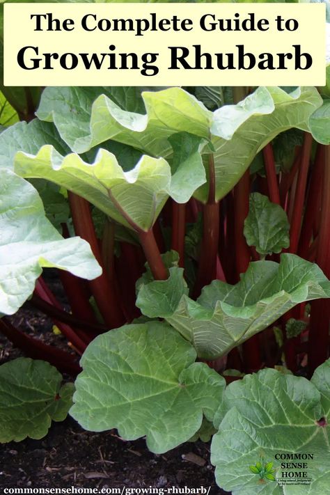 How To Grow Rhubarb, Grow Rhubarb, Growing Rhubarb, Rhubarb Plants, Organic Vegetable Garden, Veg Garden, Home Vegetable Garden, Flowers Wallpaper, Veggie Garden