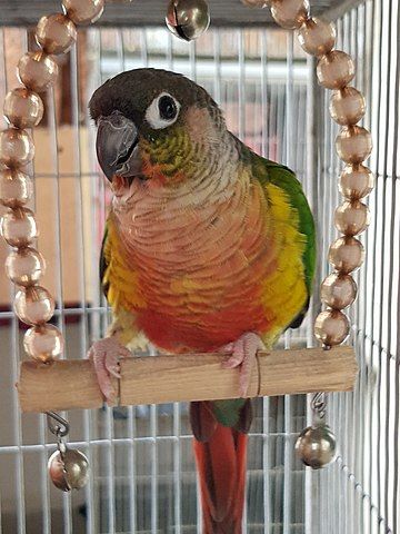 Green Cheek Conure, How To Potty Train, Conure Parrots, Red Palm Oil, Bird Mom, Parrot Pet, Parrots Art, Potty Train, Human Babies