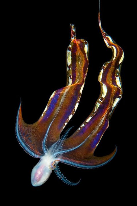 Abyssal Creatures, Blanket Octopus, Creature Marine, Photography Competition, Kangaroo Island, Deep Sea Creatures, Beautiful Sea Creatures, Underwater Creatures, Photography Competitions