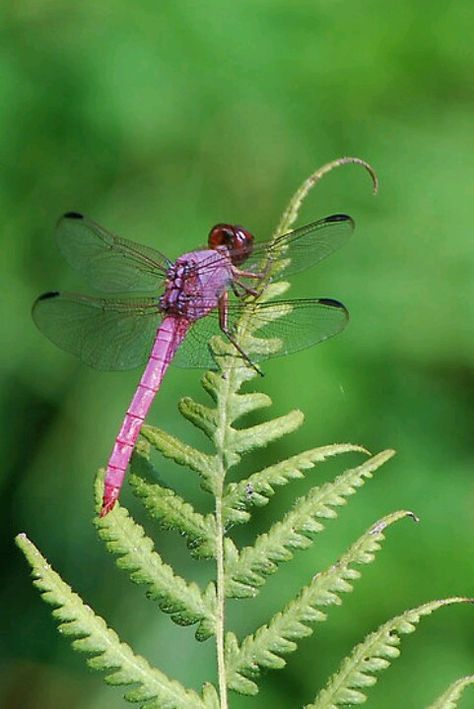 Light purple dragonfly On The Wings Of Love, Dragon Flys, Gossamer Wings, Pink Dragonfly, Dragonfly Dreams, Cool Bugs, Theme Nature, Dragonfly Art, Beautiful Bugs