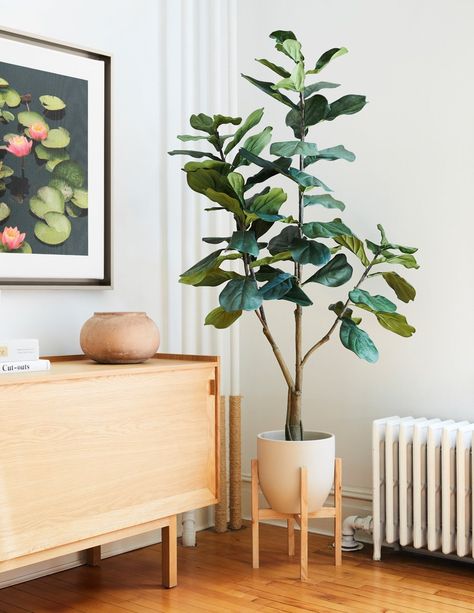 Faux Fiddle Leaf Fig Tree, Interior Library, Indoor Trees, Fiddle Leaf Fig Tree, Floor Plants, Fiddle Leaf, Fiddle Leaf Fig, Buy Plants, Photo Decor