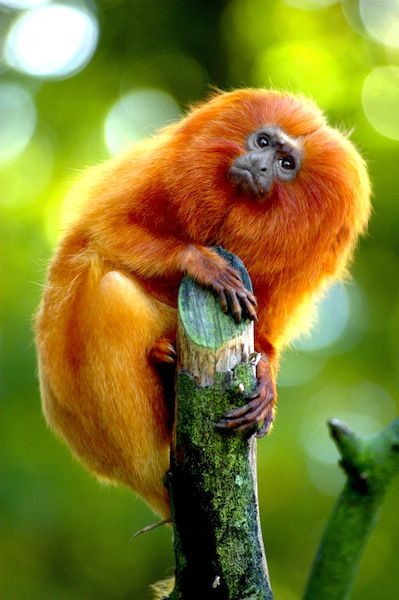 Monkey Species, Orange Animals, Golden Lion Tamarin, Arte Jazz, Rainforest Animals, Rare Animals, Endangered Animals, Animal Facts, Wildlife Animals