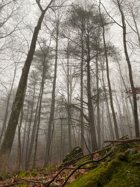 Evermore Woods Aesthetic, Folklore Forest Aesthetic, Evermore Folklore Aesthetic, Folklore And Evermore Aesthetic, White Autumn Aesthetic, Folklore Evermore Aesthetic, Evermore Aesthetic Taylor Swift, Folklore Aesthetic Taylor Swift, Evermore And Folklore