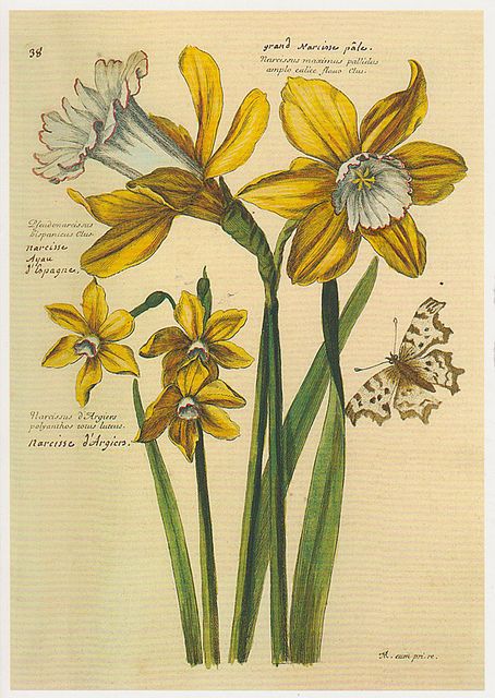 Untitled | Flickr - Photo Sharing! Narcissus Flower, Watercolor Flowers Tutorial, Science Illustration, Flower Drawing Design, Botanical Illustration Vintage, Vintage Poster Art, Botanical Drawings, Vintage Botanical, Botanical Flowers