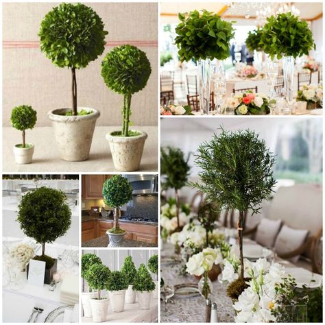 We Love Topiary Centerpieces! - B. Lovely Events Topiary Centerpieces Table Decorations, Wedding Topiary, Eugenia Topiary, Topiary Wedding, Non Floral Centerpieces, Floral Topiaries, Topiary Centerpieces, Boxwood Tree, White Weddings