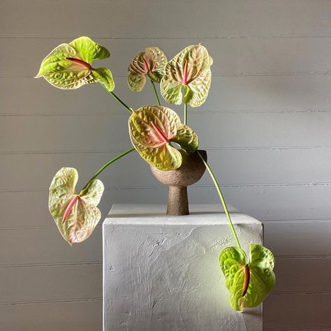 Fritillerie Florist on Instagram: "Anthurium." Green Anthurium, Ceramic Table, Green Wedding, Christmas Table, Post On Instagram, Wedding Colors, Flowers Bouquet, Florist, Planting Flowers