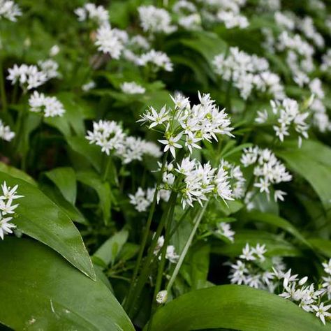 Allium Ursinum, White Wild Flowers, Foraging Guide, Garlic Flower, Wild Garlic Pesto, Garlic Pesto, Food Foraging, Flower Garden Plans, Whats In Season