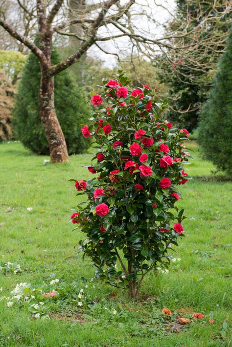 Landscaping Ideas: The Case for Camellias - Gardenista Landscaping Drawing, Drawing Layout, Low Maintenance Landscaping Front Yard, Landscaping Architecture, Red Camellia, Texas Landscape, Simple Landscaping, Small Backyards, City Japan