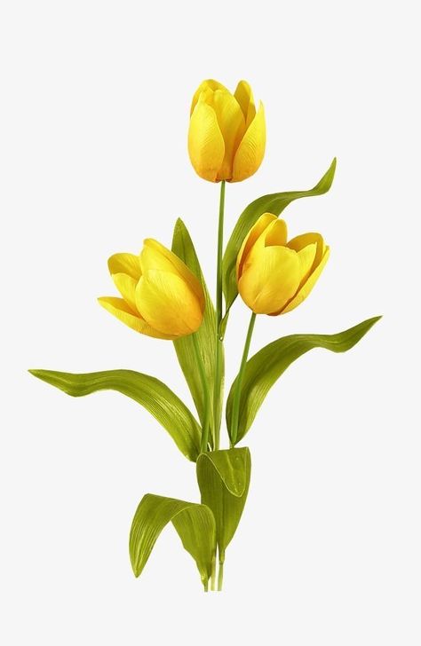 Tulips Reference Photo, Tulip Reference Photo, Flowers Tulips Drawing, Yellow Tulips Drawing, Tulips Reference, One Tulip Flower, Tulip Reference, Flower Reference Drawing, Plant Reference Photos