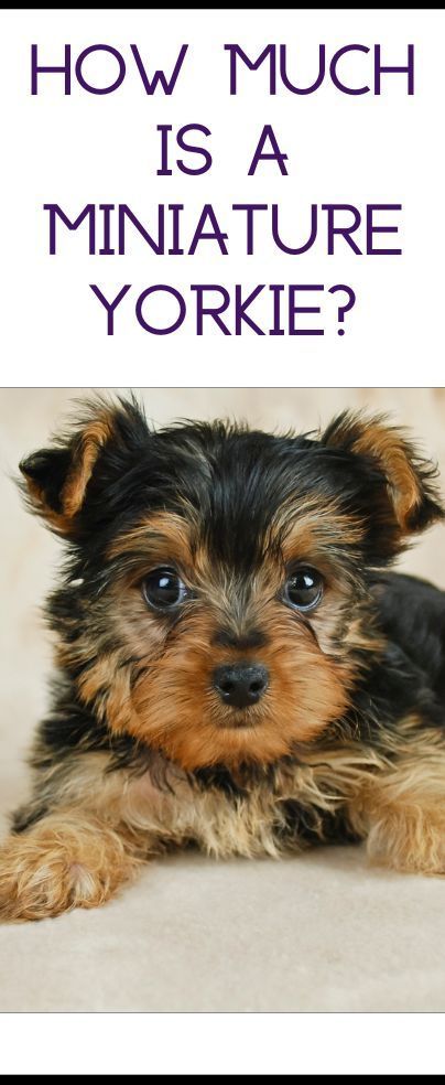 Teacup Yorkie Puppy Haircut, Teacup Yorkie Puppies For Sale Near Me, Little Dogs That Stay Small, Cute Yorkies, Yorkie Puppy Girl, Yorkie Teacup Puppies, Miniature Yorkie, Yorkie Puppy Haircuts, Yorkies Puppies