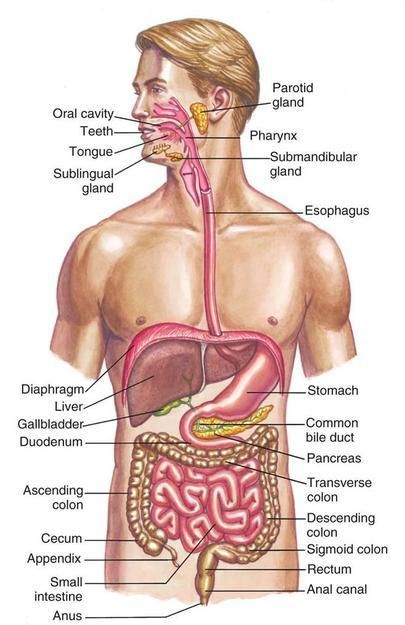 Digestive System Diagram, Human Anatomy Picture, Human Body Vocabulary, Digestive System Anatomy, Anatomy Organs, Human Body Science, Human Digestive System, Sistem Pencernaan, Human Body Organs