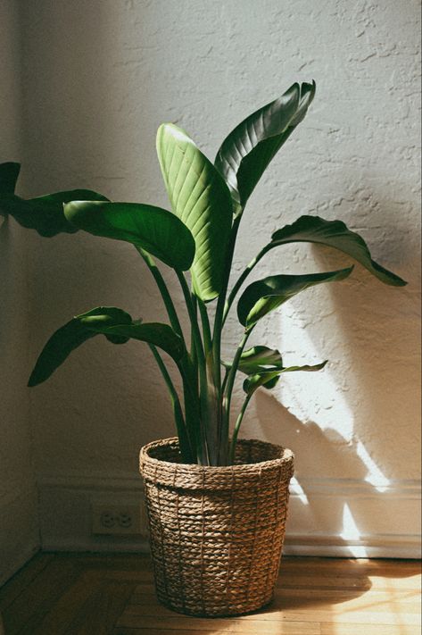 Plant Pot Photography Ideas, Potted Plants Living Room, Potted Plant Photography, Boho Potted Plants, Aesthetic Potted Plants, Big Plants Aesthetic, Potted Plant Aesthetic, Potted Plants Aesthetic, Plant Pots Aesthetic