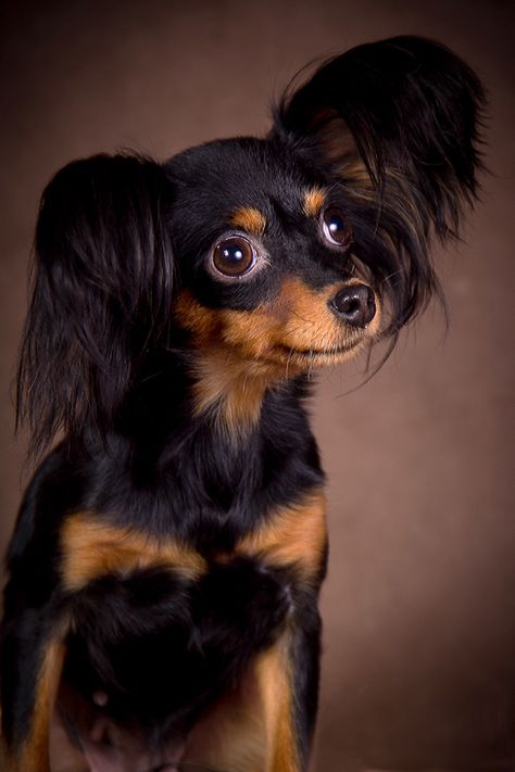 A Russian Toy Terrier Russkiy Toy, Russian Toy Terrier, Toy Terrier, Baby Chihuahua, Toy Dog Breeds, Toy Dog, Breathtaking Beauty, Terrier Dogs, Favorite Child