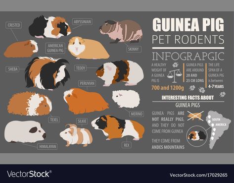 Pigs As Pets, Pig Template, Guinea Pig Breeds, Peruvian Guinea Pig, Guinea Pig Breeding, Pig Breeds, Pet Rodents, Africa Art Design, Pig Wallpaper