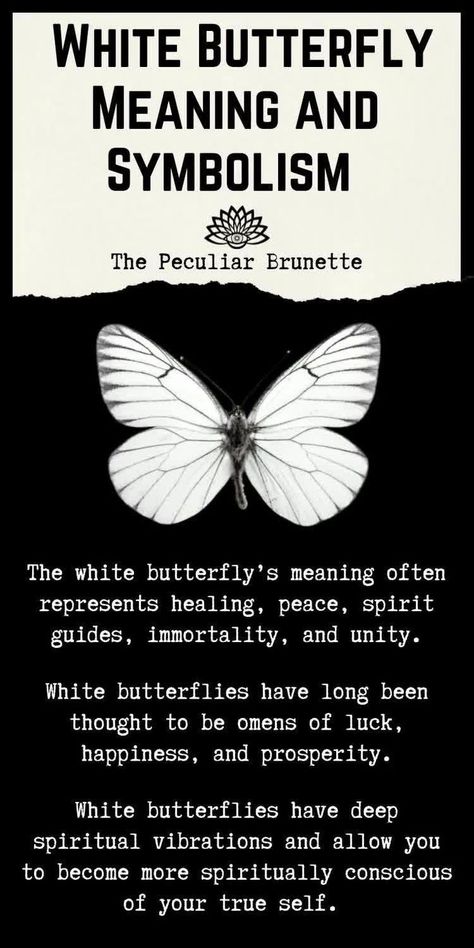 Madussa Meaning, Different Butterflies And Their Meanings, White Butterflies Meaning, White Butterfly Spiritual Meaning, White Butterfly Meaning, Butterfly Meaning Spiritual, Butterfly Spiritual Meaning, White Meaning, 4 Meaning