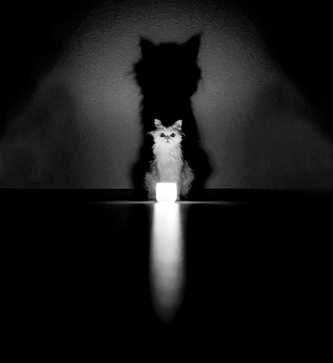 Cats are mysterious enough by their nature already, but these photographers have… Image Chat, White Kittens, Cat Photography, White Cats, White Photo, Cute Kittens, Crazy Cat Lady, Beautiful Cats, Cat Photo