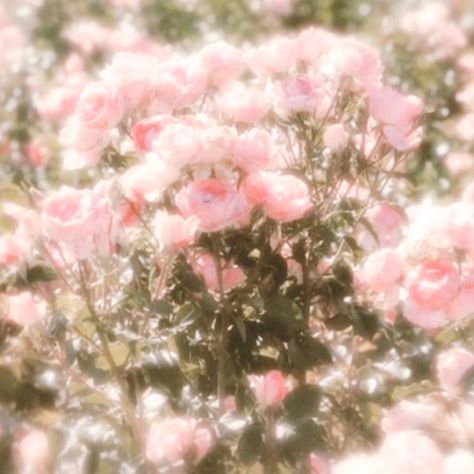 Pink Ethereal Aesthetic, Pink Fairy Aesthetic, Pink Floral Aesthetic, Pink Flower Aesthetic, Rose Core, Pink Cottagecore, Pink Nature, Soft Pink Theme, Ethereal Aesthetic