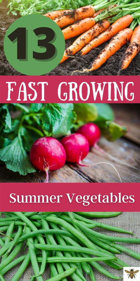 What To Grow In Spring, Easiest Produce To Grow, What To Plant In Summer Vegetable Garden, Easy Vegetable Plants To Grow, Summer Veggie Garden, Best Time To Plant Vegetables, Fastest Growing Vegetables, Easy Container Gardening Vegetables, Flowers To Grow With Vegetables