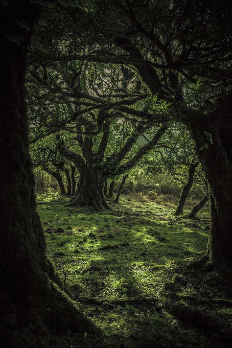 Arch Passage, Matka Natura, Enchanted Wood, Mystical Forest, Magic Forest, Samos, Tree Forest, Magical Forest, Dark Forest