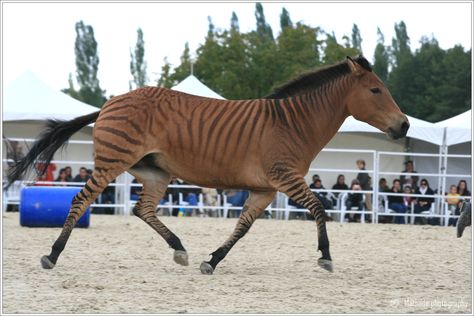 It's a zorse!  A cross between a zebra & a horse.  I saw one of these at The Creation Museum & they are AMAZINGLY BEAUTIFUL!!! Zebra Horse, Zebra Crossing, All The Pretty Horses, Pretty Horses, Horse Breeds, Zebras, Beautiful Horses, Beautiful Creatures, Animal Photography