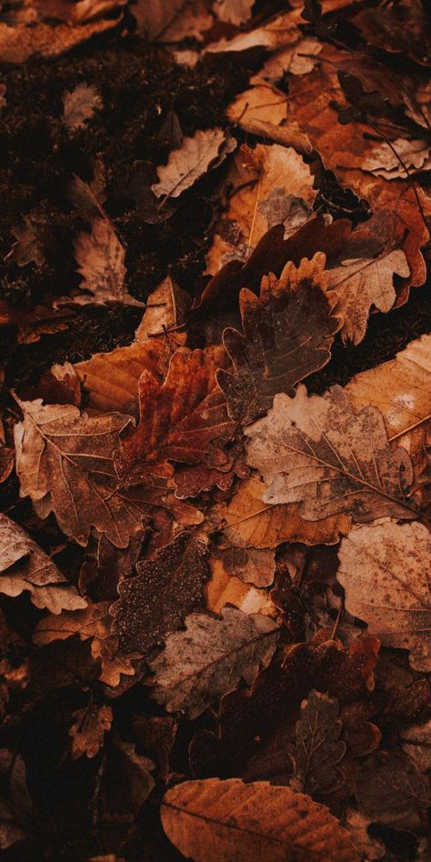 Golden Leaves Aesthetic, Fall Inspo Background, 1792 X 828 Wallpaper Hd, Fall Cozy Aesthetic Wallpaper, Autumn Wallpaper Aesthetic Cozy, Autumncore Wallpaper, Fall Phone Wallpaper Aesthetic Dark, Fall Cottagecore Wallpaper, Autumn Homescreen Wallpaper