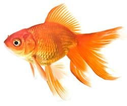 Gold Fish Reference, Comet Goldfish, Goldfish Tattoo, Fantail Goldfish, Goldfish Art, Fish Lamp, Fish Artwork, Art Fish, Hippie Painting