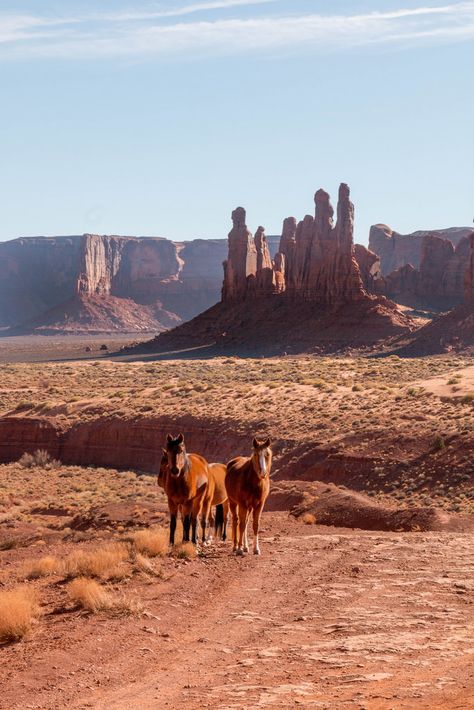 Monument Valley Arizona Wild Horses Arizona Cowgirl Aesthetic, Monument Valley Aesthetic, Southwestern Gothic, Desert Creatures, Usa Trips, Western America, Arizona Aesthetic, Monument Valley Arizona, Bucket List Items