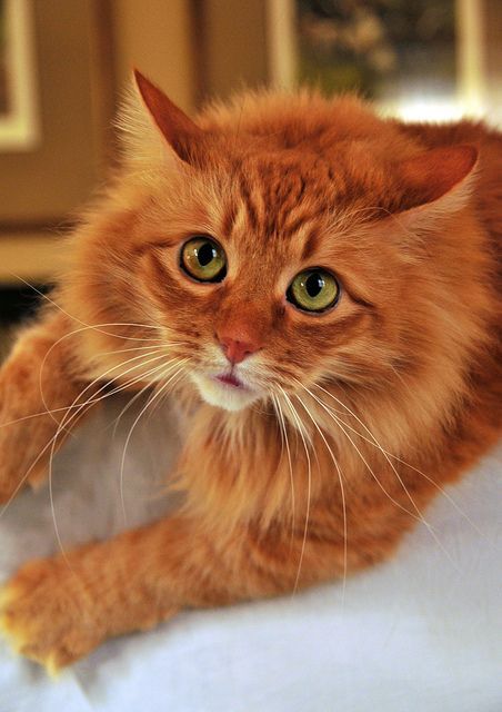 Orange Cats, Norwegian Forest Cat, Red Cat, Ginger Cats, Domestic Cat, Cute Cats And Kittens, Orange Cat, Cats Meow, Beautiful Cat