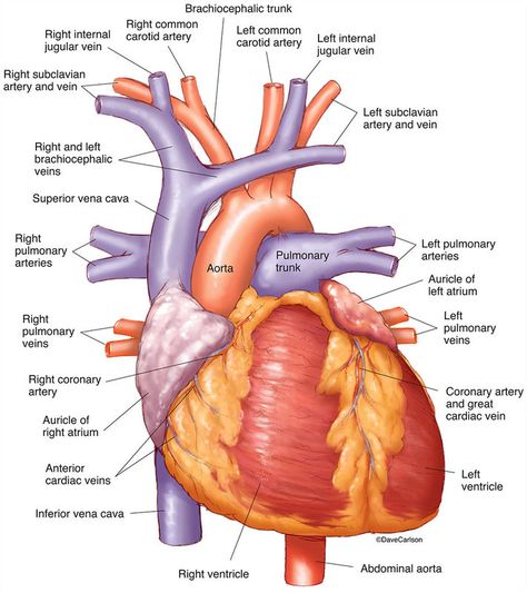 Cardiovascular System | Human Anatomy | Life Science & Biomedical | Carlson Stock Art Nervus Vagus, Human Heart Anatomy, Internal Carotid Artery, Human Skeleton Anatomy, Human Body Facts, Basic Anatomy And Physiology, The Human Heart, Heart Anatomy, Nursing School Survival