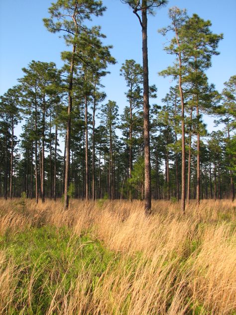 Florida Drawing, Long Leaf Pine, Pine Tattoo, Florida Cracker, Florida Trail, Longleaf Pine, Cracker House, Conifers Garden, Florida Landscape