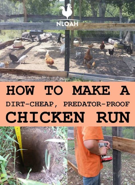 You can make your own chicken run out of dirt-cheap materials, some of which are probably lying around your back yard right now. Photos and videos included. #nloah #chickens #chickenrun #diy Chicken Coop Pen Ideas, Large Chicken And Duck Coop, Chicken Roaming Cage, Diy Chicken Yard Ideas, Chicken Run Around The Garden, Chicken Run With Trees, Exterior Paint Colors For Chicken Coop, Chicken Run And Coop Ideas, Chicken Run Ideas Diy Simple