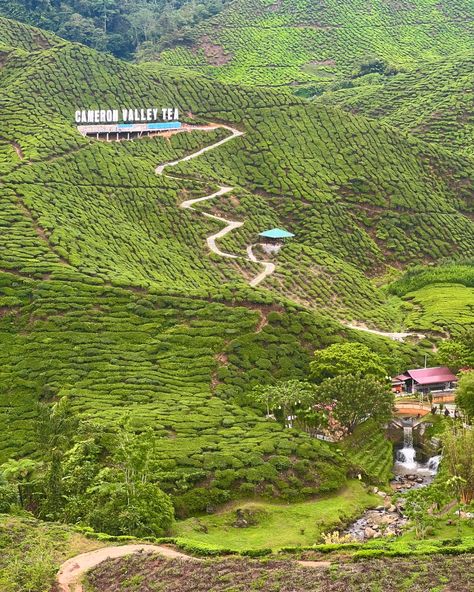 Cameron Highlands: Cameron Valley Tea Cameron Highlands, Tea, Quick Saves