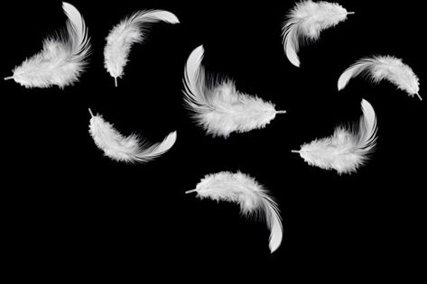 Feather Background, Old Cartoon Network, Black And White Books, Feather Photography, Feather Texture, Feather Wallpaper, Book Cover Design Inspiration, Comic Layout, Black Background Images