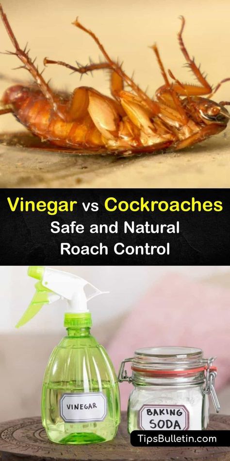 Essential Oil Cockroach Repellent, Ways To Get Rid Of Roaches, Natural Cockroach Repellent For Home, How To Repel Roaches, Diy Cockroach Repellent, Essential Oils For Pest Control, Natural Roach Repellant, Roach Repellent Essential Oils, Best Way To Get Rid Of Cockroaches