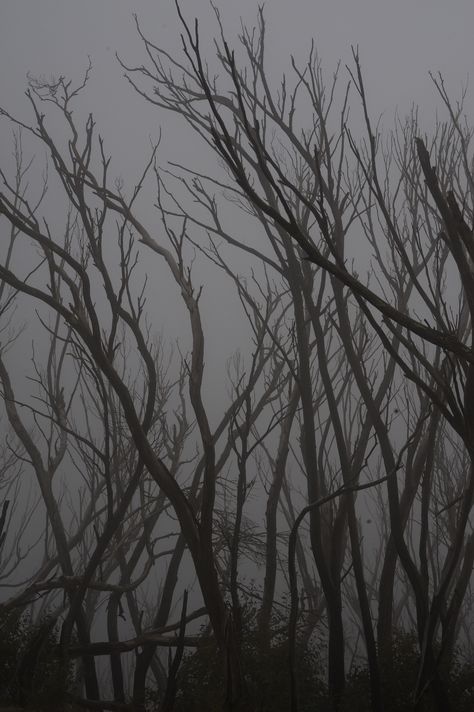 haunted forest dead trees spooky Spooky Woods Aesthetic, Haunted Forest Art, Haunted Woods Aesthetic, Haunted Forest Aesthetic, Spooky Forest Aesthetic, Destroyed Forest, Haunted Aesthetic, Scary Trees, Haunting Aesthetic