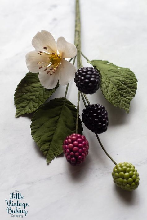 Blackberry Reference, Blackberry Branch, Blackberry Flower, Blackberry Blossom, Blackberry Plant, Botanical Photos, Blackberry Leaves, Flori Fondant, Sugar Flowers Tutorial