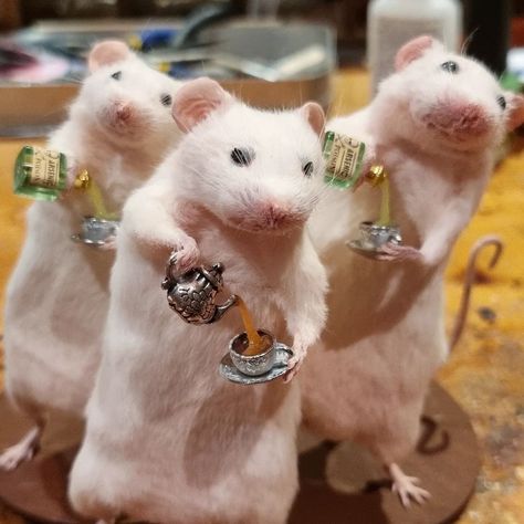 Instagram Profile Pic, Funny Rats, Cute Small Animals, Cute Rats, Super Cute Animals, Pet Rats, Pretty Animals, Silly Animals, Funny Profile Pictures